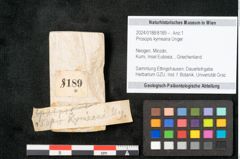 Foto (Objekt + Etikett) von Prosopis kymeana Unger (NHMW-GEO-2024-0188-8189)